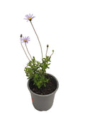 Agathea Verde Enana