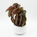 Begonia Cracklin