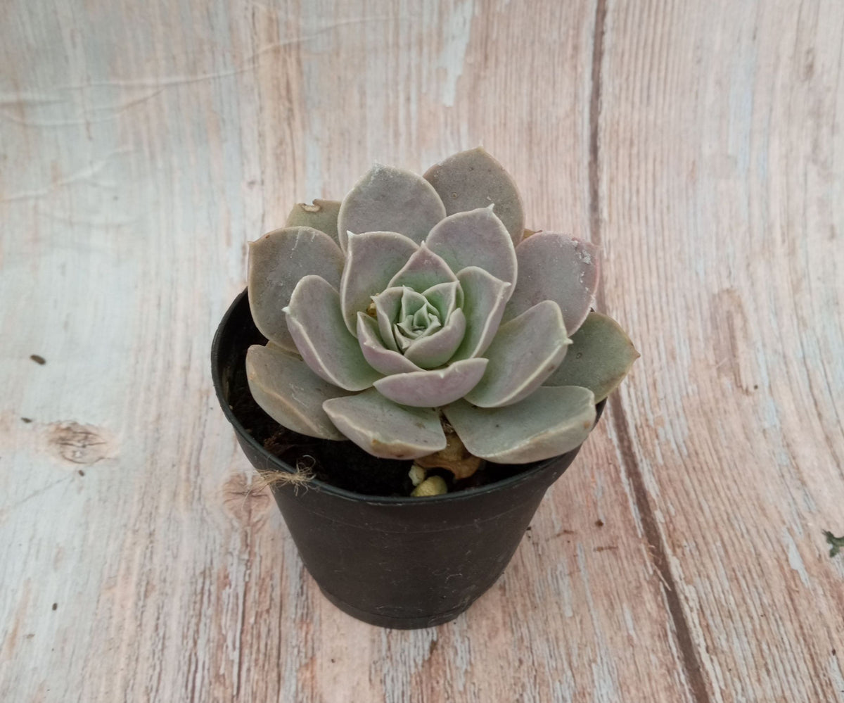 Mix Suculenta - Sedum m5,5
