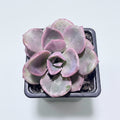 Echeveria Rainbow