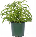 Peperomia Nevada
