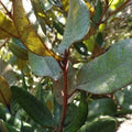 Olivillo