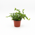 Ficus Repens