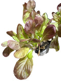 Lechuga Española Roja
