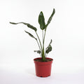 Strelitzia reginae