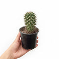 Cactus sp.