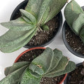 Gasteria