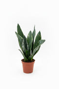 Sansevieria Whitney