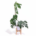 Monstera Variegada