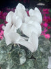 Violeta de Persia - Cyclamen