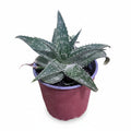 Aloe Manchado