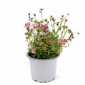 Saxifraga Musgosa