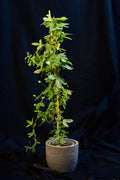 Pasiflora