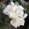 Azalea