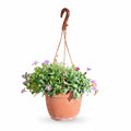 Brachyscome