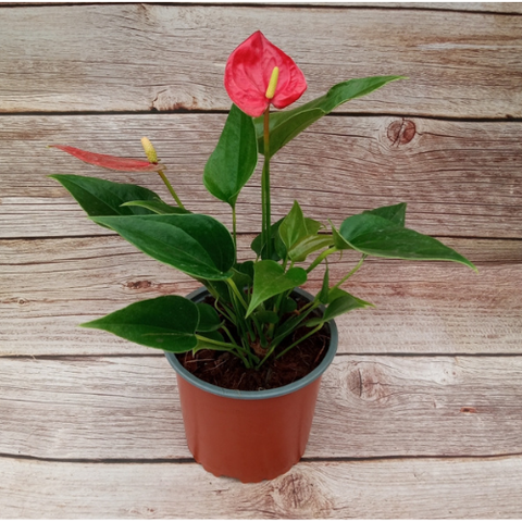 Anthurium m14 rojo