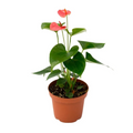 Anthurium m14 rojo
