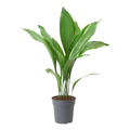 Aspidistra XL