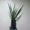 Pita verde