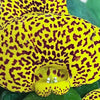 Calceolaria