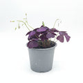 Trebol Africano | Oxalis triangularis
