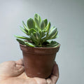 Jade Variegado