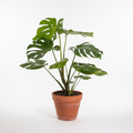 Monstera Deliciosa