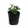 Menta  negra