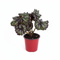 Begonia Rex