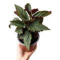 Begonia Alita de Angel