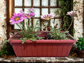 Gazania