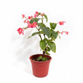 Begonia Porcelana