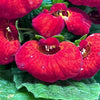 Calceolaria