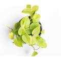Cordatum Lemon
