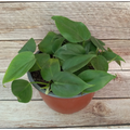 Cordatum Verde