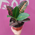 Croton norma m13