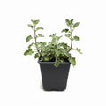 Nepeta Racemosa