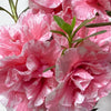 Azalea