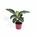 Calathea Louisae