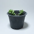Crassula Rupestris