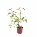 Hibisco Variegado