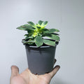 Aeonium Lemon