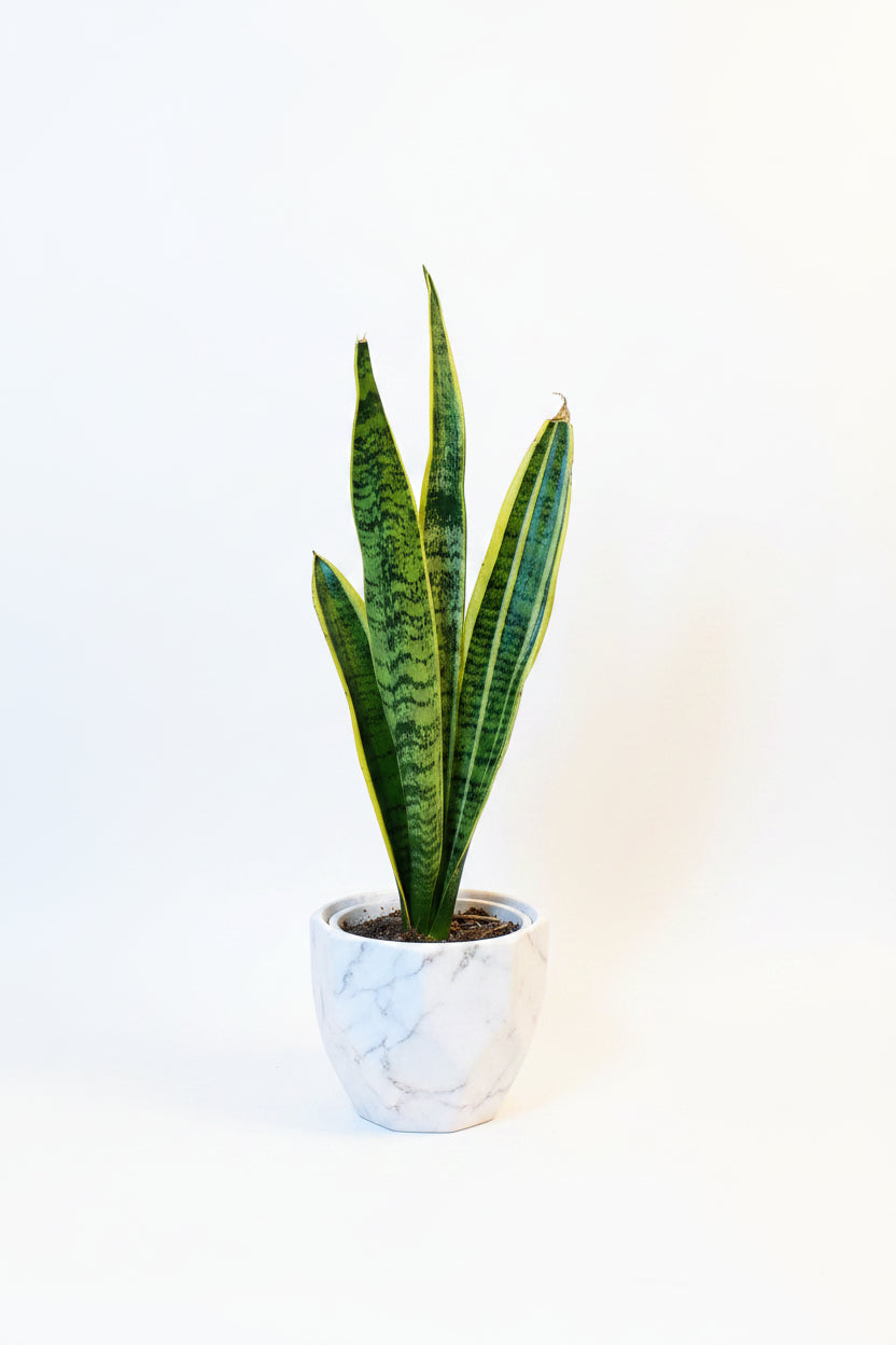 sansevieria laurentii cuidados Sansevieria Laurenti – Planta de interior resistente – Jardin el Sauce