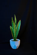 Sansevieria Laurenti