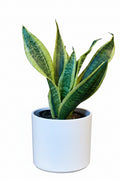 Sansevieria Superva
