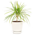 Dracena Marginata Kiwi