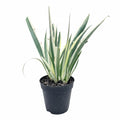 Iris Variegado