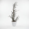 Leptuspermum