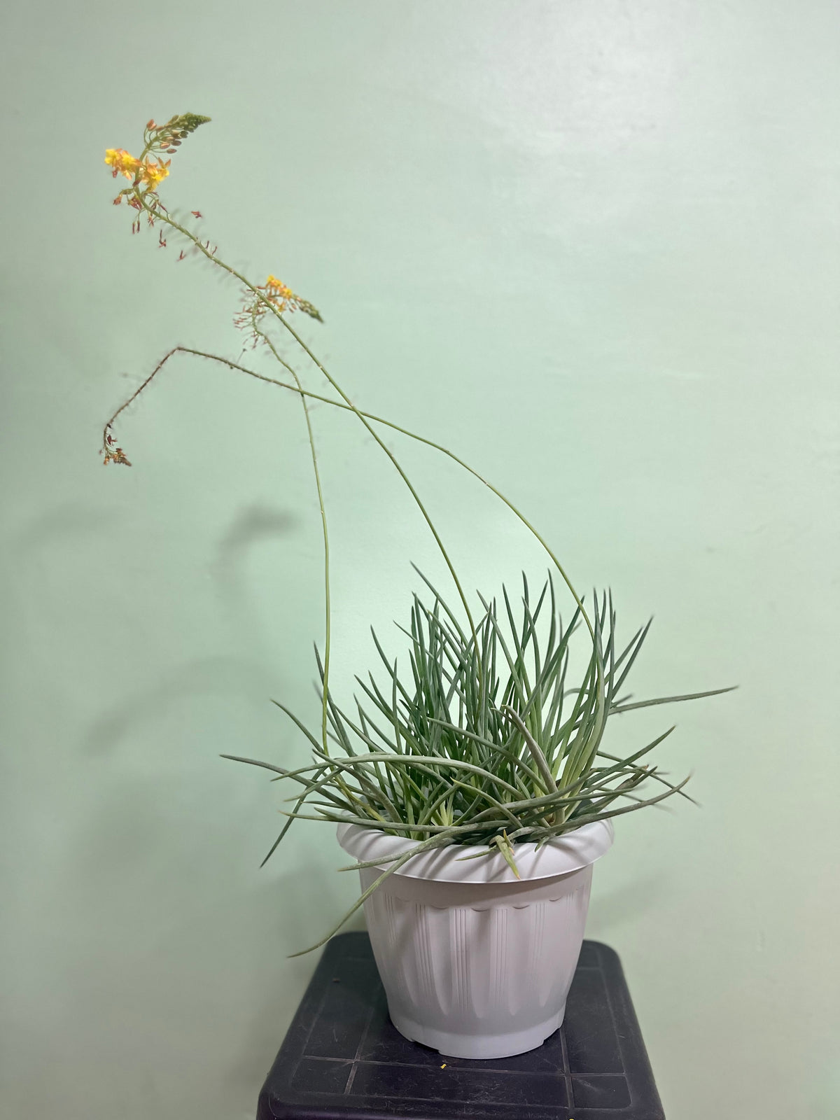 Bulbín – Jardin el Sauce