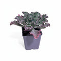 Echeveria Zorro